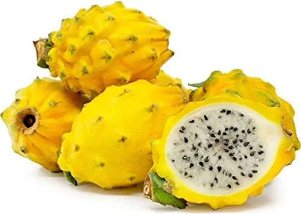 Yellow Dragon Fruit Plant Selenicereus Megalanthus Pitaya Plant - 1 Feet Tall - 6 inch Pot