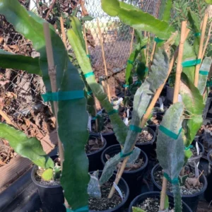 Yellow Dragon Fruit Plant Selenicereus Megalanthus Pitaya Plant - 1 Feet Tall - 6 inch Pot