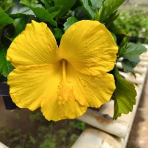 Yellow Hibiscus Plant - Live Perennial Flower - 1' Tall - 6