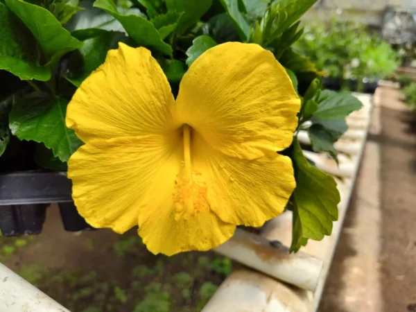 Yellow Hibiscus Plant - Live Perennial Flower - 1' Tall - 6" Pot