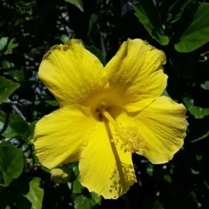 Yellow Hibiscus Plant - Live Perennial Flower - 1' Tall - 6" Pot