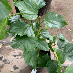 Yellow Hibiscus Plant - Live Perennial Flower - 1' Tall - 6