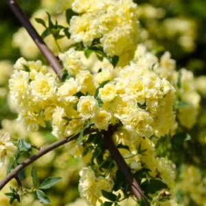 Yellow Rose Plant Rosa Banksiae Lutea Climbing Rose 1-2 ft 6" Pot