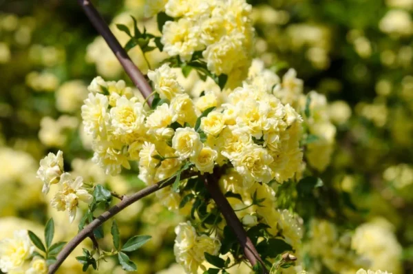 Yellow Rose Plant Rosa Banksiae Lutea Climbing Rose 1-2 ft 6" Pot