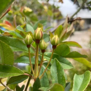 Yellow Rose Plant Rosa Banksiae Lutea Climbing Rose 1-2 ft 6" Pot