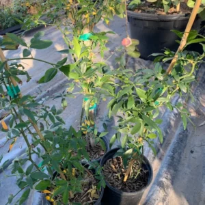 Yellow Rose Plant Rosa Banksiae Lutea Climbing Rose 1-2 ft 6