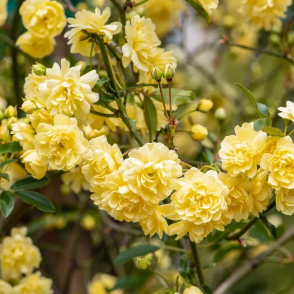 Yellow Rose Plant Rosa Banksiae Lutea Climbing Shrub 3-4 ft 3Gal Pot