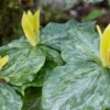 Yellow Trillium Luteum Wildflower - 5 Bulbs - Spring Blooms - Shade Tolerant