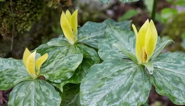 Yellow Trillium Luteum Wildflower - 5 Bulbs - Spring Blooms - Shade Tolerant