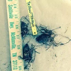 Yellow Trillium Luteum Wildflower - 5 Bulbs - Spring Blooms - Shade Tolerant