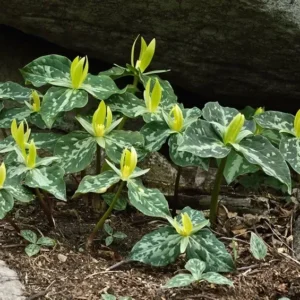 Yellow Trillium Luteum Wildflower - 5 Bulbs - Spring Blooms - Shade Tolerant