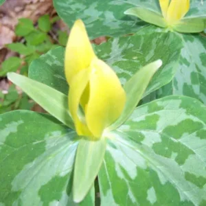 Yellow Trillium Luteum Wildflower - 5 Bulbs - Spring Blooms - Shade Tolerant