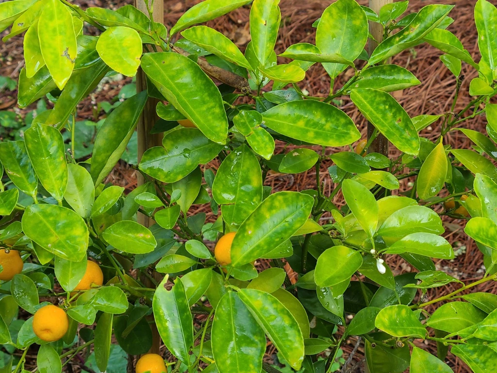 Yellowing Leaves on calamondin plant