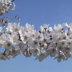 Yoshino Flowering Cherry Tree Plant - 6-12 Inch - 2.5
