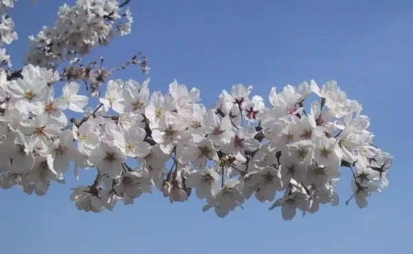 Yoshino Flowering Cherry Tree Plant - 6-12 Inch - 2.5" Pot - Ornamental Tree