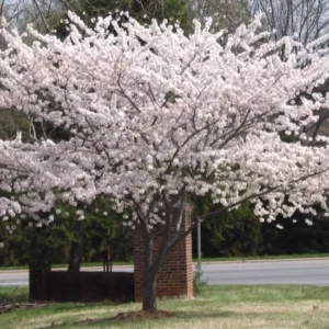 Yoshino Flowering Cherry Tree Plant - 6-12 Inch - 2.5