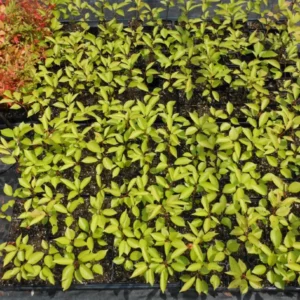 Yoshino Flowering Cherry Tree Plant - 6-12 Inch - 2.5