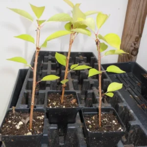 Yoshino Flowering Cherry Trees 2-Pack 6-12 Inch Tall Potted Plants