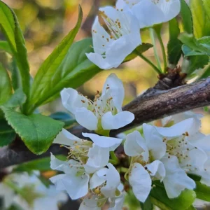 Plumcot Tree - Plum Apricot Hybrid Tree - 2-3 ft Tall