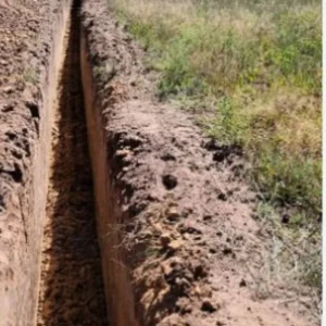 Asparagus Plants 'Jersey Knight' - 50 Crowns, 2 Year Roots - Buy 4 Get 1 Free