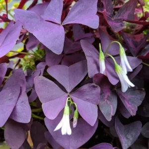 Oxalis Triangularis Purple Shamrock Plant - 6 Inch Pot - Unique Foliage