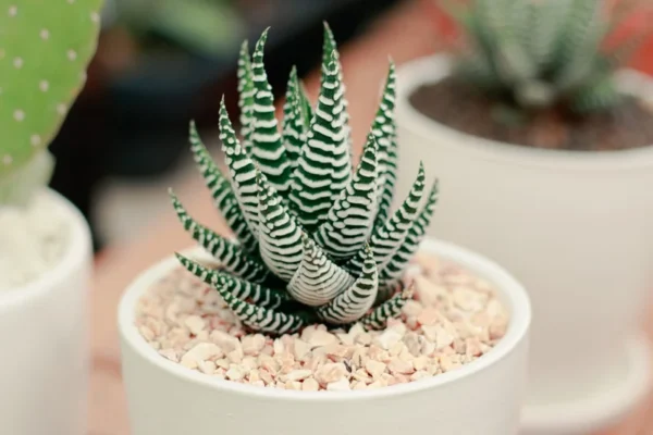Zebra Haworthia Succulent Potted Plant - 2.5 inch Unique Stripe