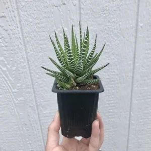 Zebra Haworthia Succulent Potted Plant - 2.5 inch Unique Stripe