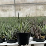 Zebra Plant Haworthia Fasciata Small Succulent 2" Pot Easy Care