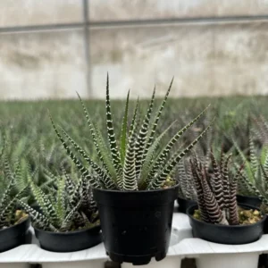 Zebra Plant Haworthia Fasciata Small Succulent 2