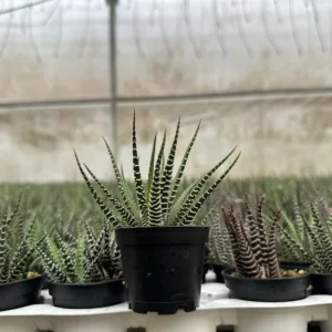 Zebra Plant Haworthia Fasciata Small Succulent 2" Pot Easy Care