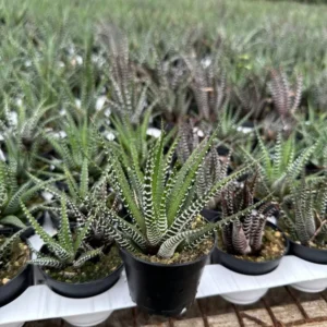 Zebra Plant Haworthia Fasciata Small Succulent 2