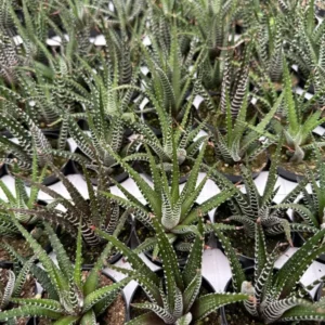 Zebra Plant Haworthia Fasciata Small Succulent 2