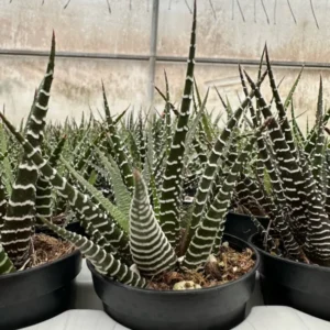 Zebra Plant Haworthia Fasciata Small Succulent 2