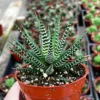 Zebra Plant Haworthia Fasciata Small Succulent 2" Pot Easy Care