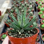 Zebra Plant Haworthia Fasciata Small Succulent 2" Pot Easy Care