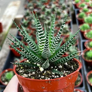 Zebra Plant Haworthia Fasciata Small Succulent 2