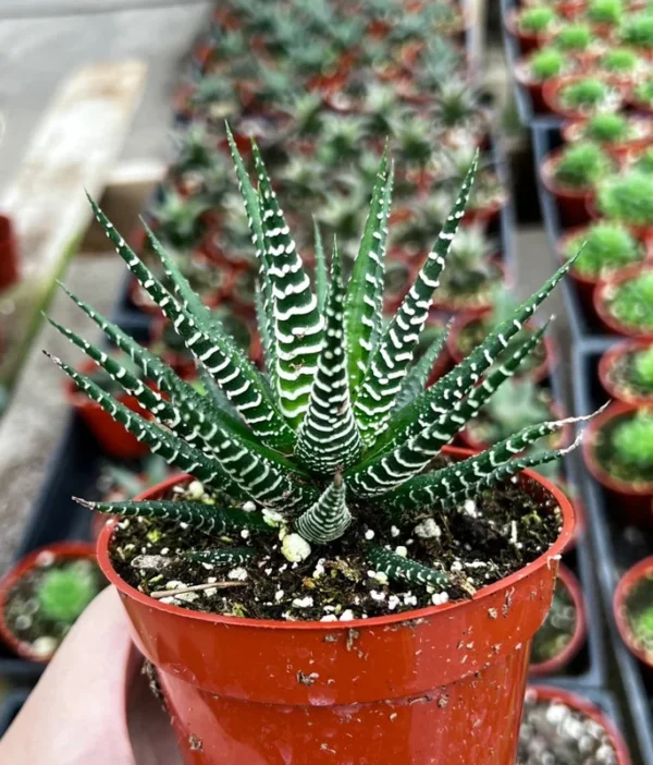Zebra Plant Haworthia Fasciata Small Succulent 2" Pot Easy Care