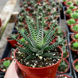 Zebra Plant Haworthia Fasciata Small Succulent 2