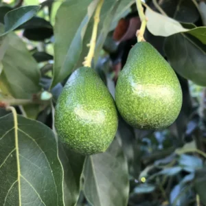Zutano Avocado Tree - Grafted Fruit Tree - 2 Feet Tall - 6 Inch Pot