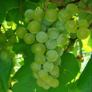 Edelweiss Grape Vine - Bare Root Live Plant - White Grape Variety