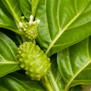 Noni Plant Live Plant - 1 to 2 ft Tall - in 3 Gal Pot