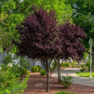 Purple Pony Flowering Plum Tree - 2-3 ft Potted Grafted Ornamental Tree