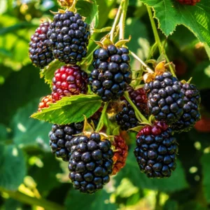 Blackberry Tree - Live Grafted Plant - 3 Gallon Pot - 3 to 4 feet - Not Ship CA