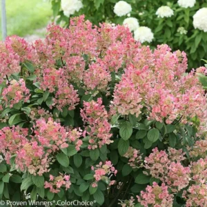 Little Quick Fire Hydrangea Petite Shrub Plant - 6-12 Inch Quat Pot