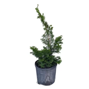 Dwarf Hinoki Falsecypress Nana Gracilis - 1 Gallon Potted Live Plant