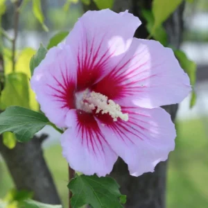 Rose of Sharon Shrub 1-2' Tall - Flowering Shrub Plant