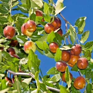 Jujube Li Tree - Grafted Fruiting Tree - 2 to 3 Feet Tall