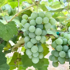 Grape Vine Collection: Concord, Catawba, Niagara - Bare Root Live Plant - Preorder April Shipping