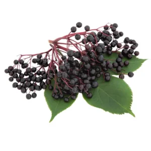 Elderberry Plant 4-Pack Potted Plants - Hardy Fruit Shrubs for Culinary Use