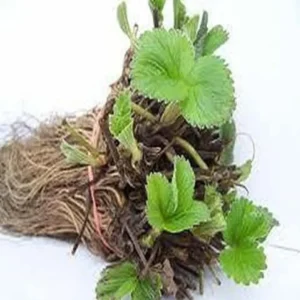 Quinault Strawberry Plants - 50 Everbearing Bare Root Plants